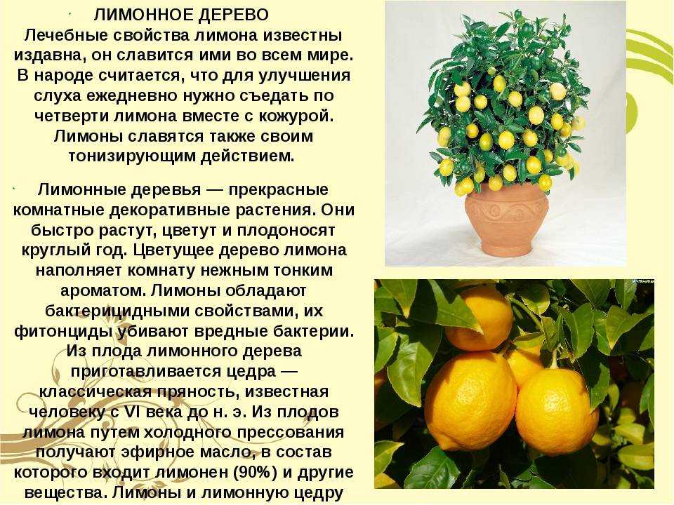 Лимонник китайський: выращивание и уход в сибири, правильная посадка растения
