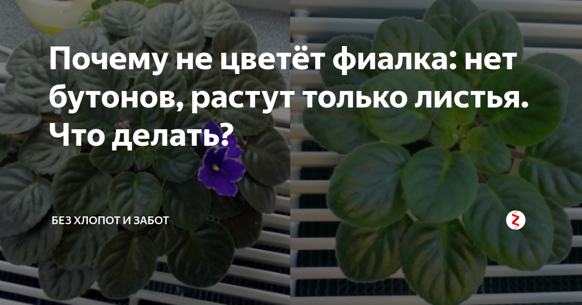 Почему фиалки не цветут в домашних условиях, причины, что делать