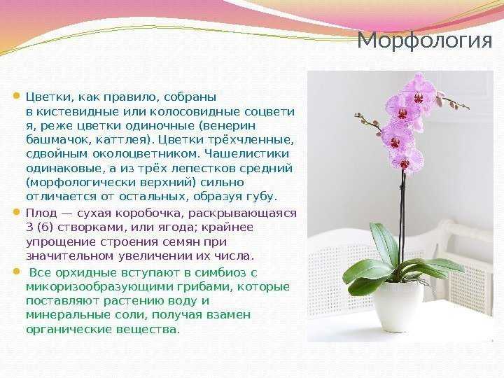 Как ухаживать за орхидеей в горшке в домашних условиях