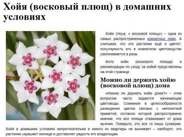 Хойя — пушистые соцветия. уход в домашних условиях. фото — ботаничка