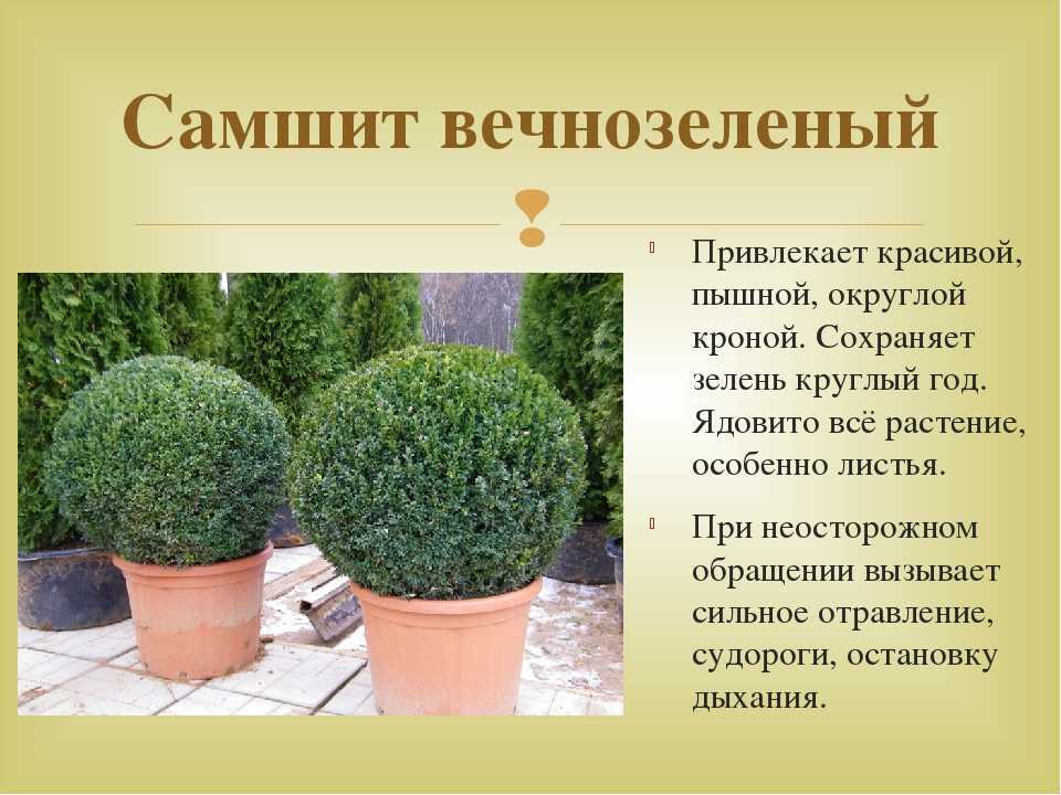 Самшит вечнозеленый Buxus sempervirens L представляет собой низкорослое дерево 2–12 м либо куст При этом иногда встречаются деревья, высота которых может достигать более 15 м
