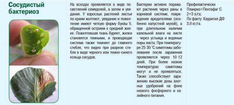 Крестоцветные овощи: список и фото. семейство крестоцветные