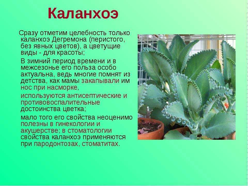 Комнатное растение каланхоэ: фото и описание, чем полезен цветок, уход, размножение в домашних условиях