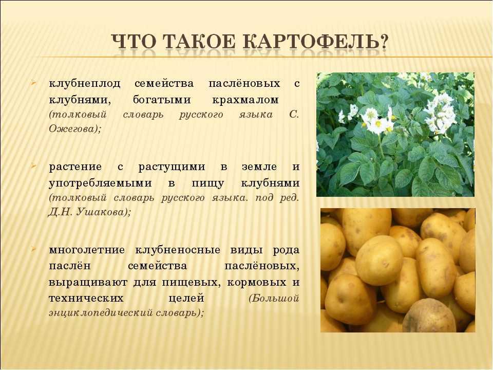 Как вкусно отварить картошку целиком, кусочками, в мундире