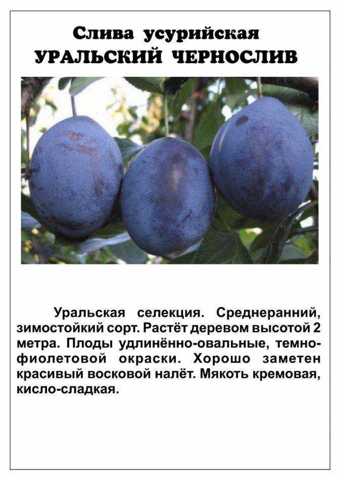 Что такое самобесплодный сорт черешни и и будет ли он плодоносить