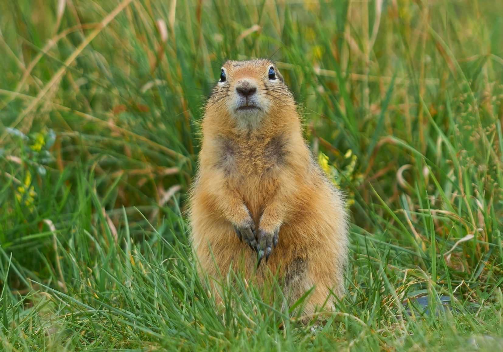 How do you place a victor gopher trap? – idsemergencymanagement.com