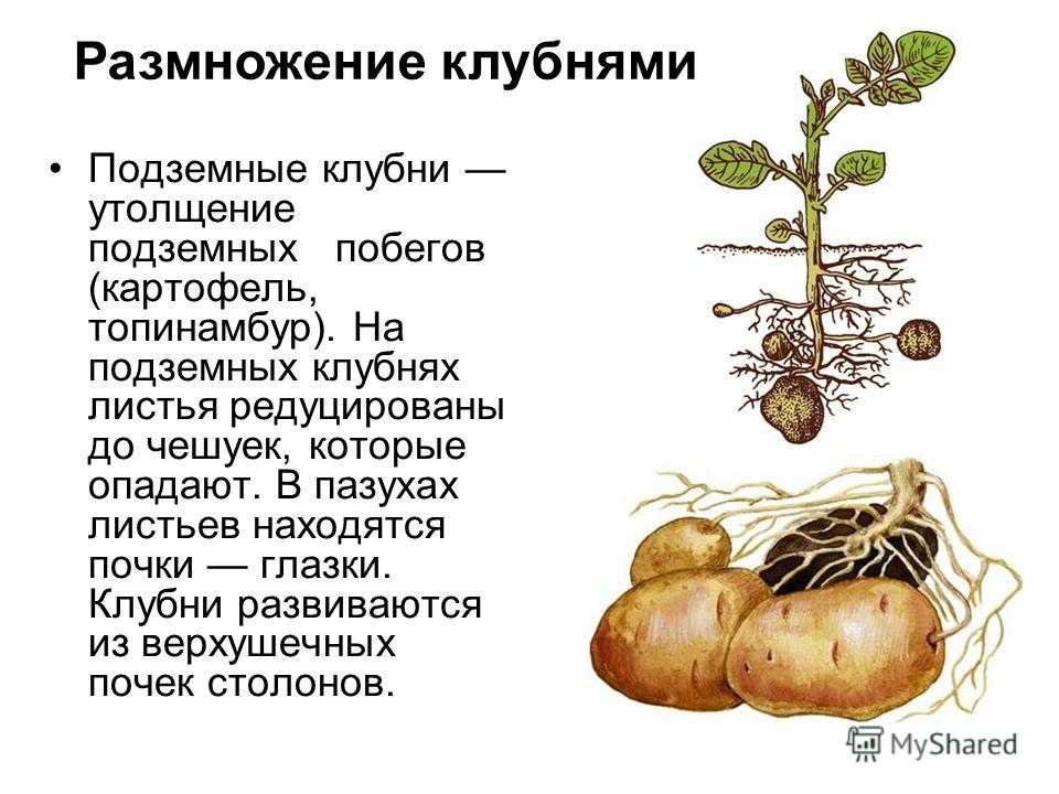 Как правильно посадить цикламен клубнем