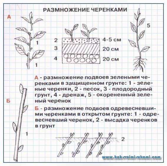 Журавельник или герань садовая многолетняя: посадка и уход в открытом грунте, фото и выращивание декоративного куста с пышными цветками