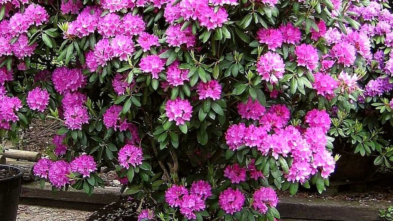 Рододендрон гибридный розеум элеганс (roseum elegans): фото и описание сорта, зимостойкость, посадка и уход за кустарником