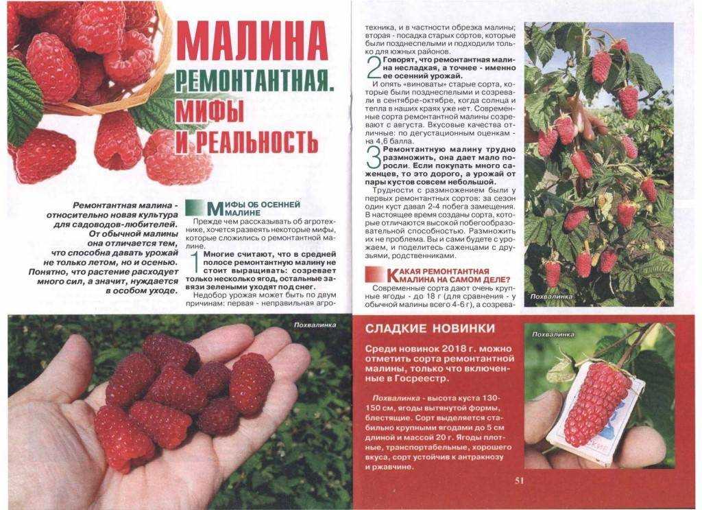 Ремонтантная малина представляет собой особую группу сортов, характерной чертой которых является способность к плодоношению на двухлетних и однолетних побегах Такие сорта появились в садоводстве примерно 200 лет назад
