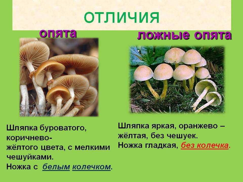 Опята - 70 фото о том как отличить ложные грибы от съедобных