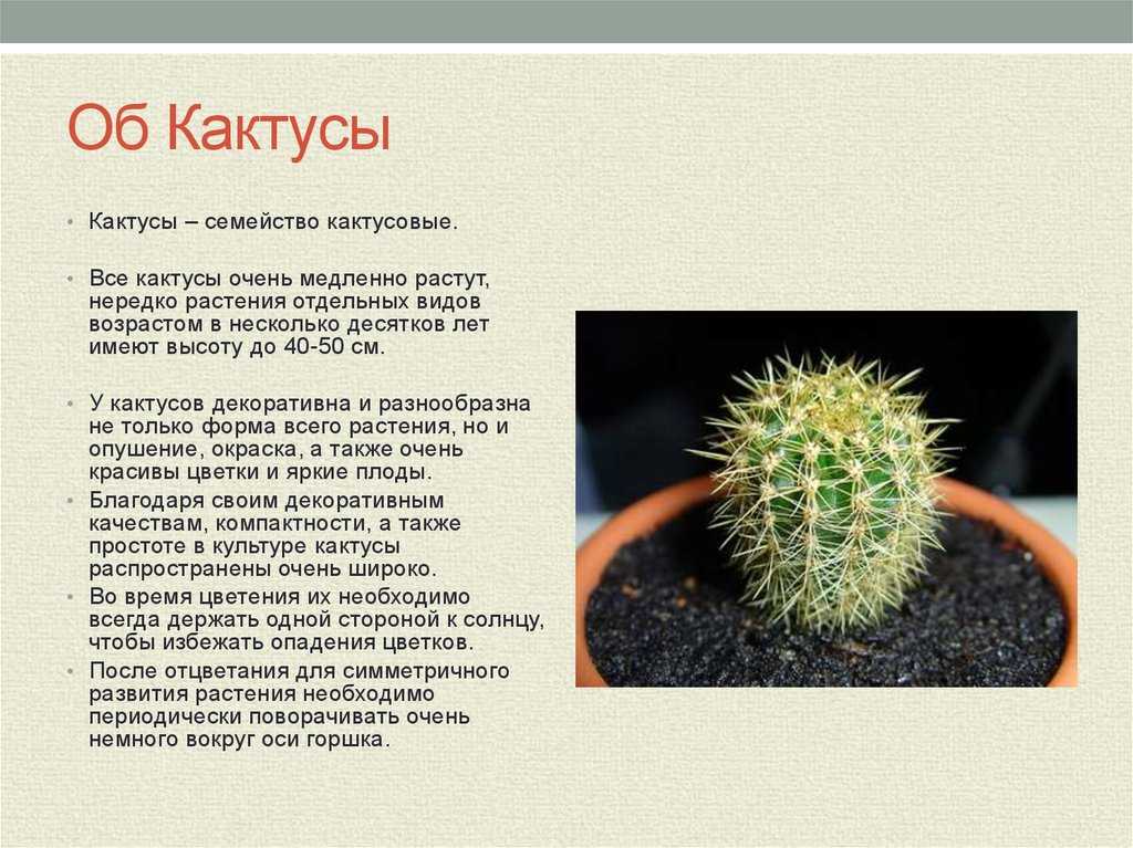 Пушистый кактус (эспостоа): как ухаживать, фото, названия