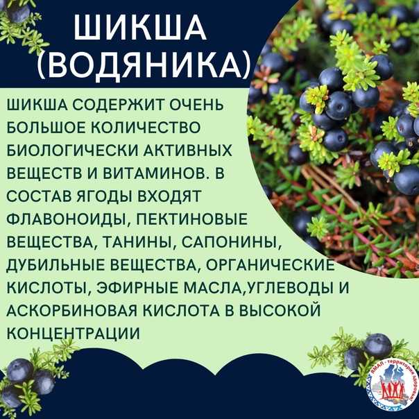 Водяника черная: польза и вред, как едят шикшу, рецепты
