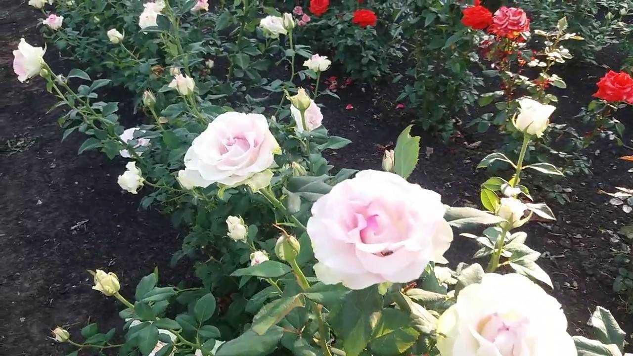 Полиантовые розы