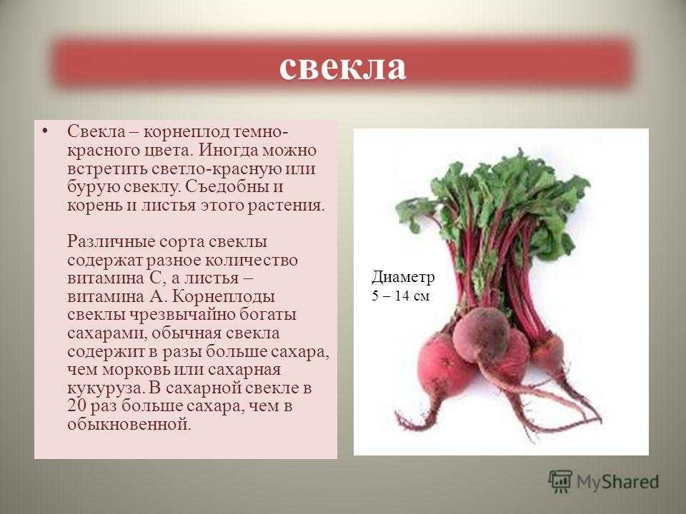 Свекла: выращивание и уход в открытом грунте что бы был хороший урожай