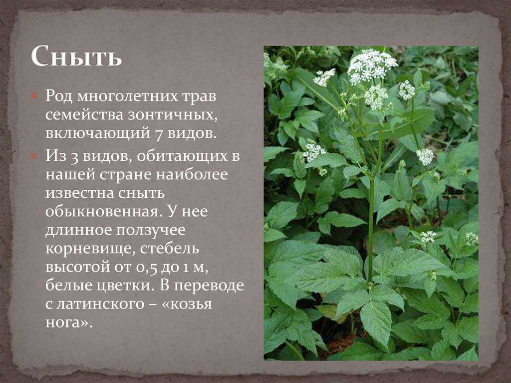 Как избавиться от сорняков на даче без прополки и без химии: опыт бывалых огородников