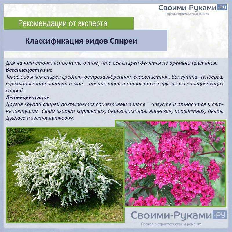 Роза восточный экспресс (pullman orient express) — что это за сорт