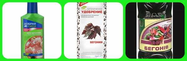 Чем подкормить бегонию — виды удобрений, внесение