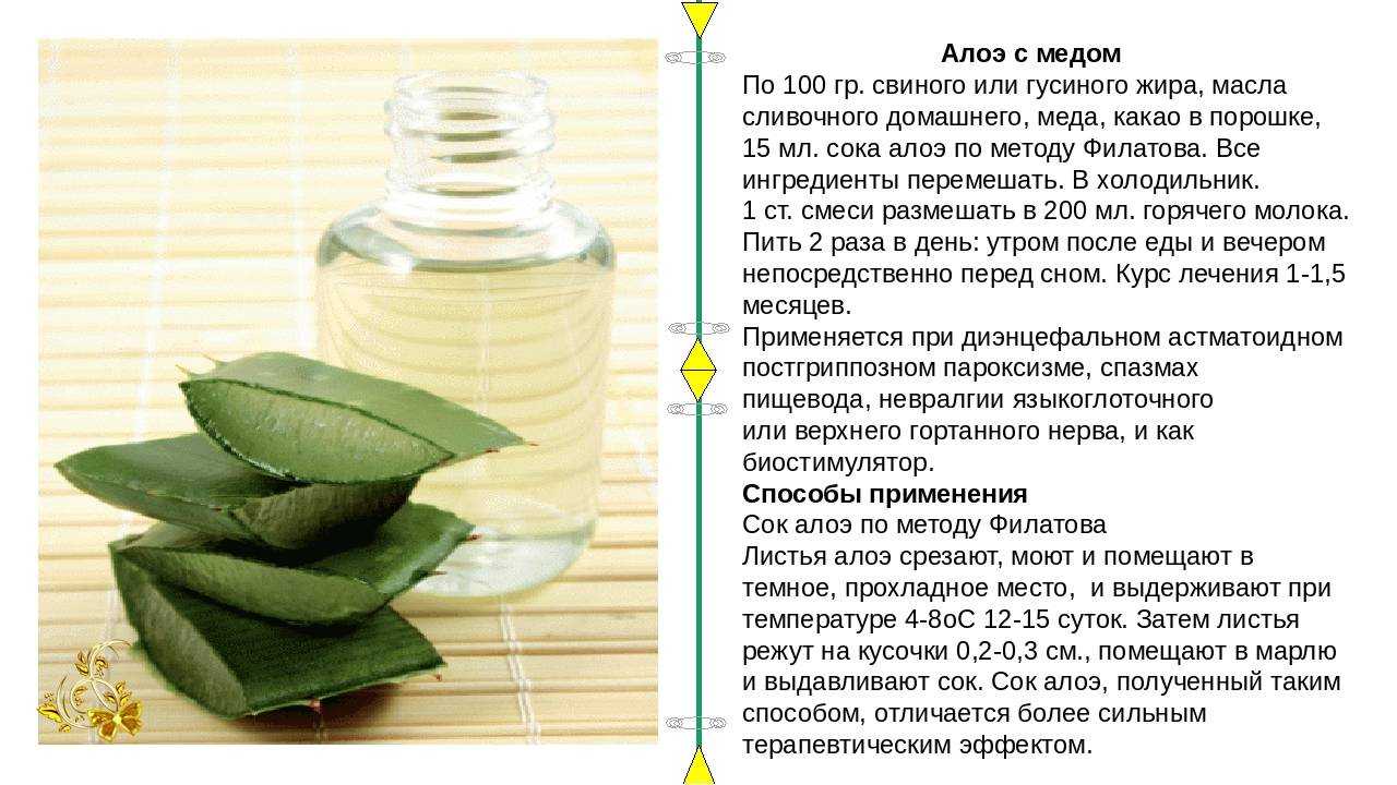 Алоэ с мёдом: показания и противопоказания, рецепты. как правильно приготовить и принимать алоэ с медом для повышения иммунитета