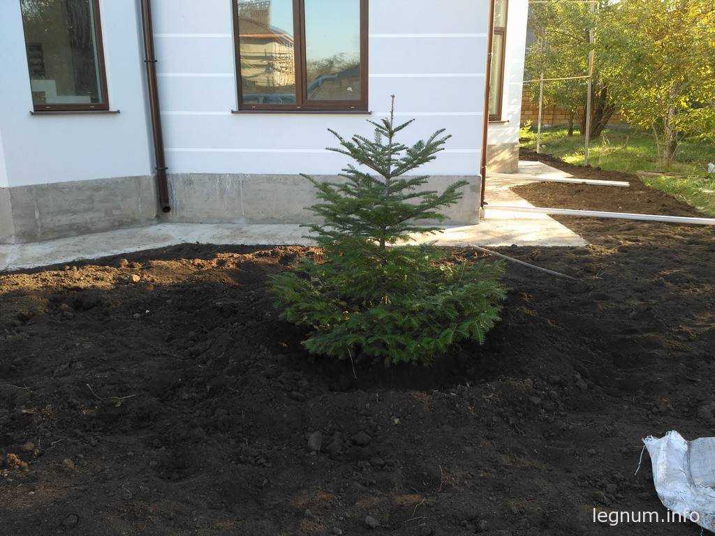 Особенности пересадки ели на участок из леса осенью