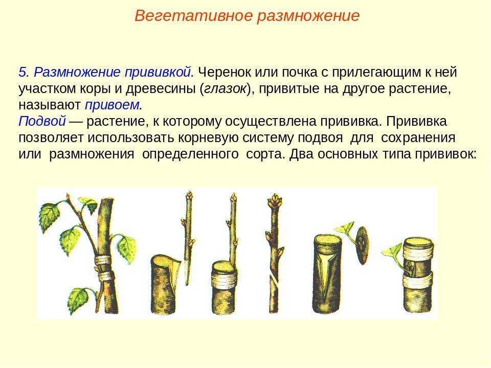 Размножение кактусов прививкой. все о прививке кактусов