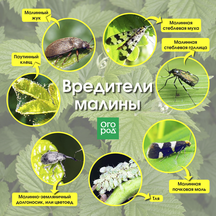 Крыжовник