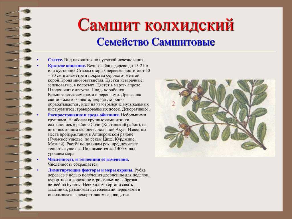 Подчеркивающий индивидуальность самшит (буксус): размножение, посадка, уход в домашних условиях и фото