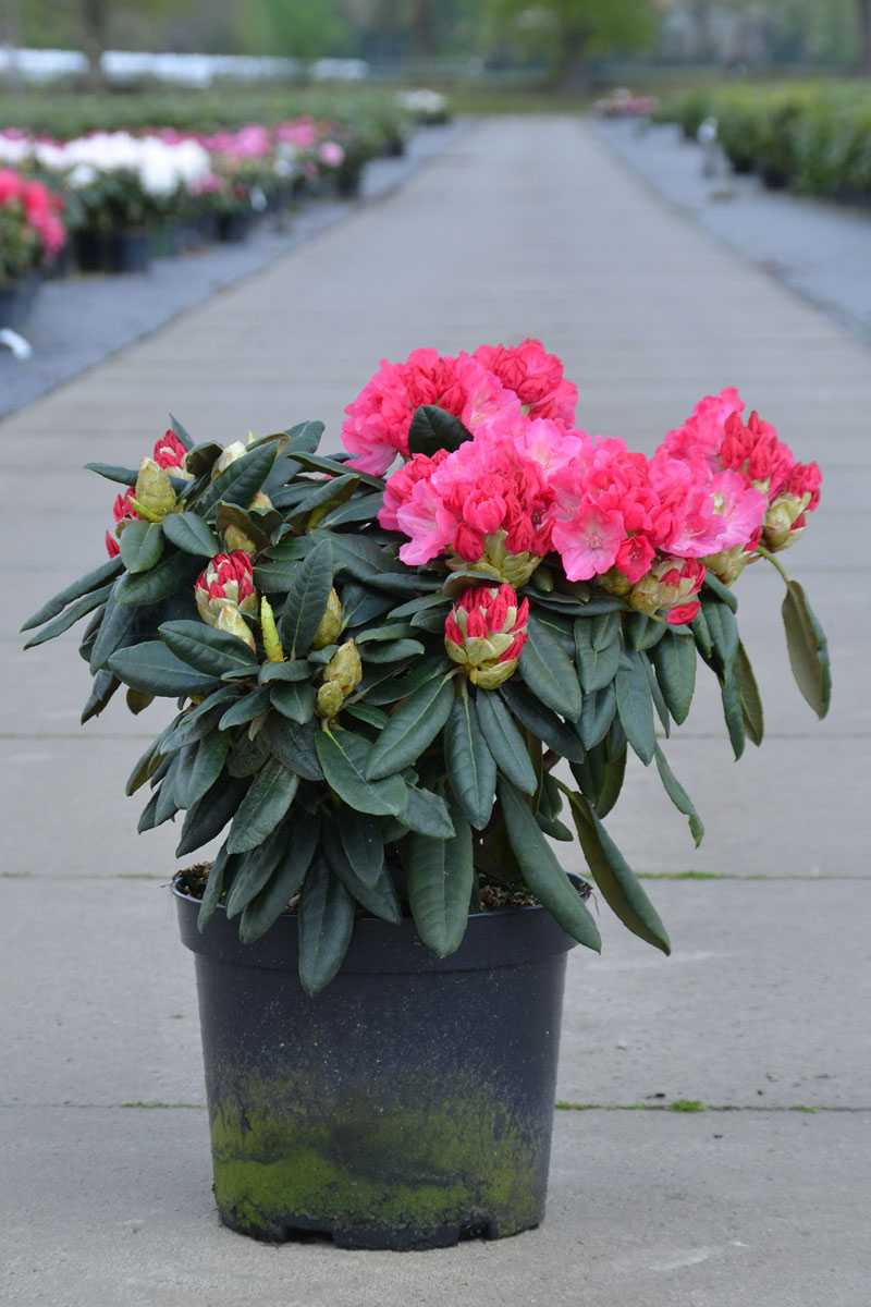Рододендрон: секреты ухода и выращивания, фото сортов с описанием