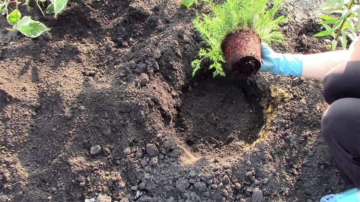 Можжевельник: особенности выращивание, сроки посадки, размножение и уход