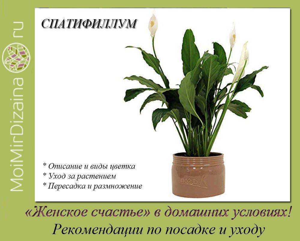 Из статьи вы узнаете подробнее о спатифиллуме Алана и увидите фото растения Ознакомитесь с правилами ухода в домашних условиях, вариантами размножения, а также со способами лечения болезней и избавления от вредителей