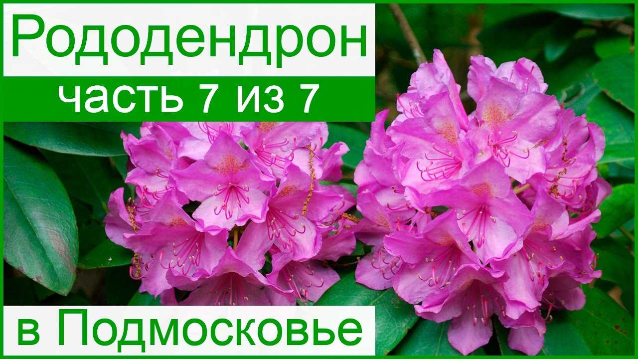 Рододендрон аннеке - описание, фото, посадка и уход | artem-sad.ru
