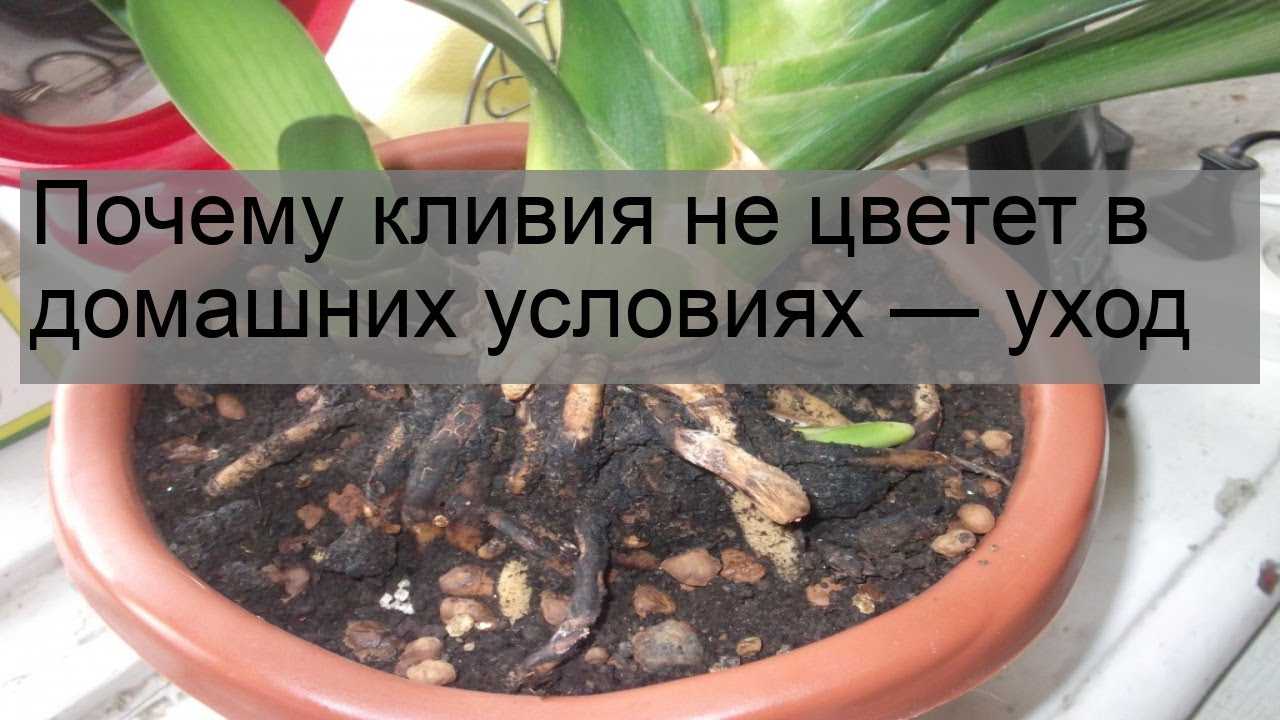 Кливия: нюансы ухода в домашних условиях
