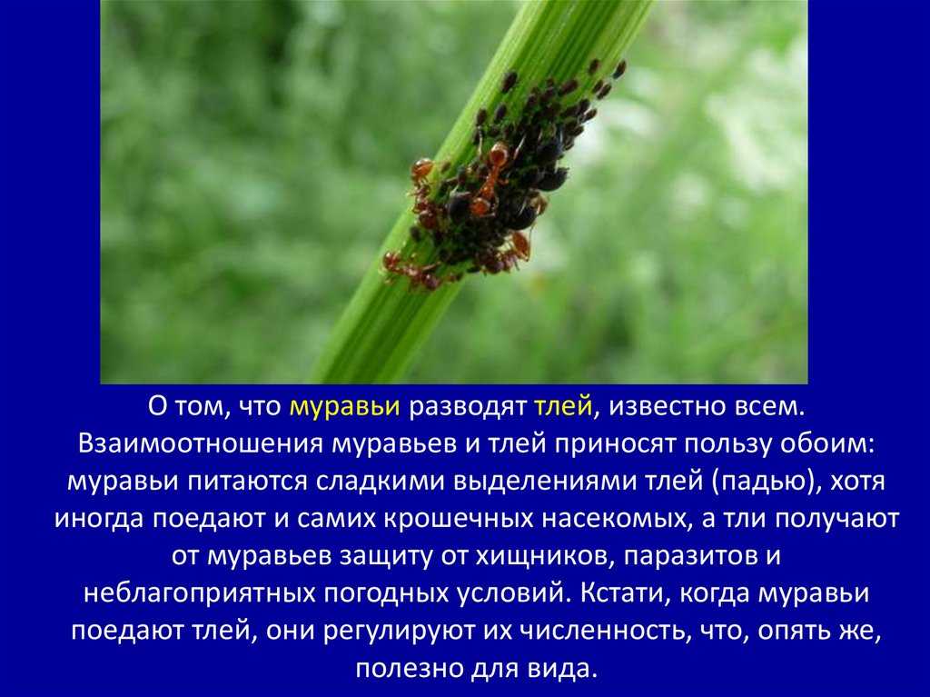 Читайте, зачем муравьи пасут и доят тлю, едят ли они своих кормилиц, как защитить деревья в саду от этого симбиоза Узнайте подробно о типе взаимоотношений между насекомыми, опасности их союза