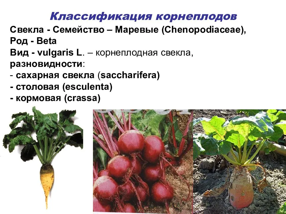 Описание сортов сахарной свеклы, технология возделывания и условия выращивания
