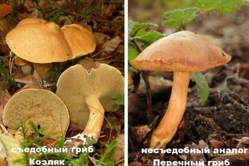 Гриб решетник (козляк): съедобный или нет, приготовление