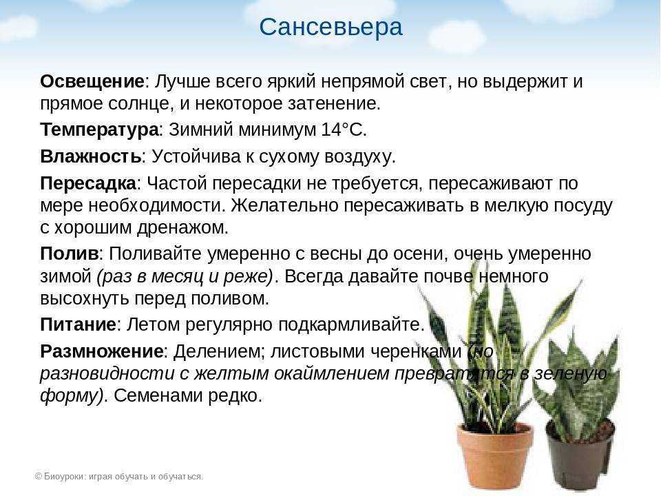 Каллизия: описание, виды и советы по выращиванию. каллизия: выращивание, уход и размножение в домашних условиях