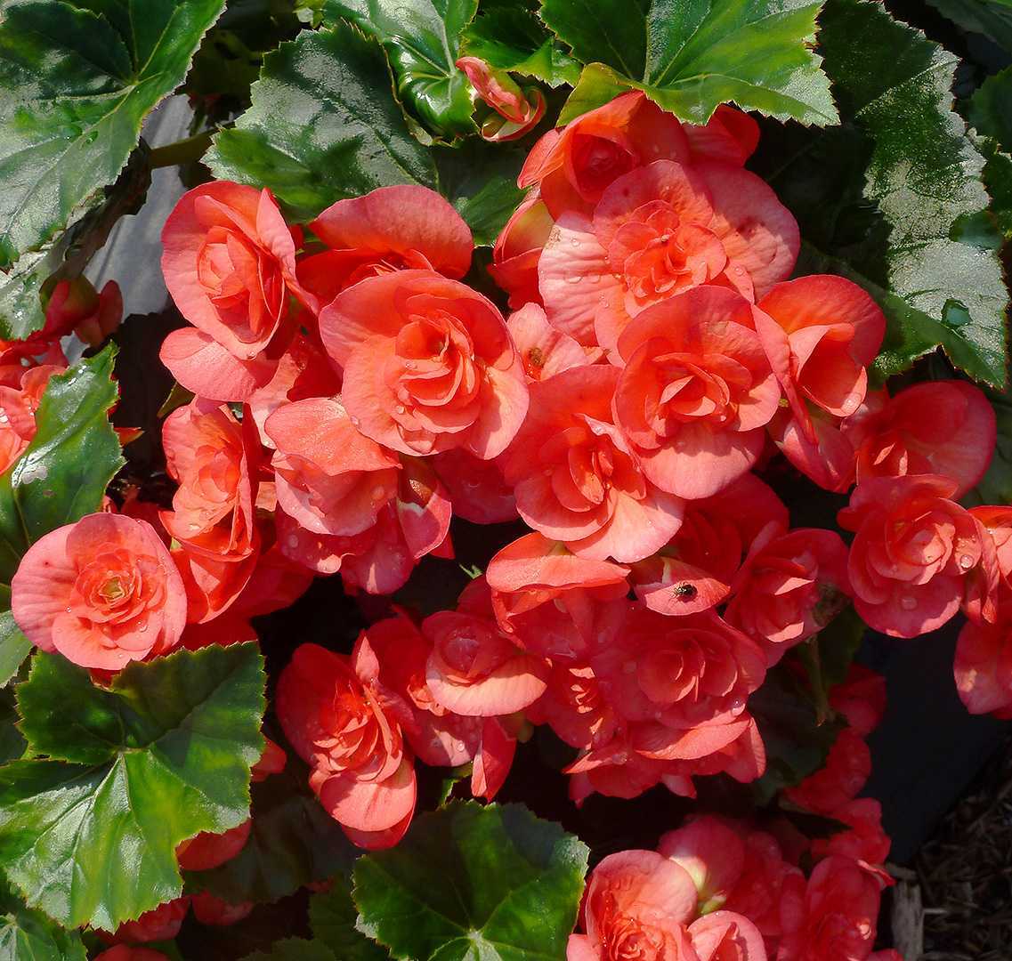 Ухаживание за бегонией (begonia)