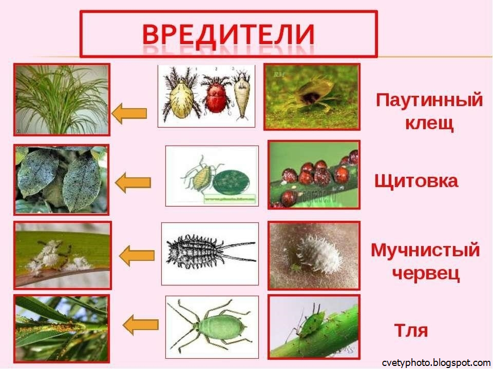 Вредители комнатных цветов: признаки и методы борьбы с ними