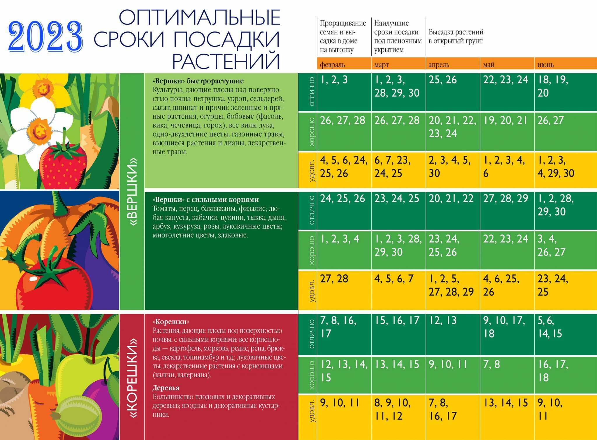 Когда сажать редьку в открытый грунт семенами и надо ли замачивать: сроки посадки, уход, чем обработать от вредителей