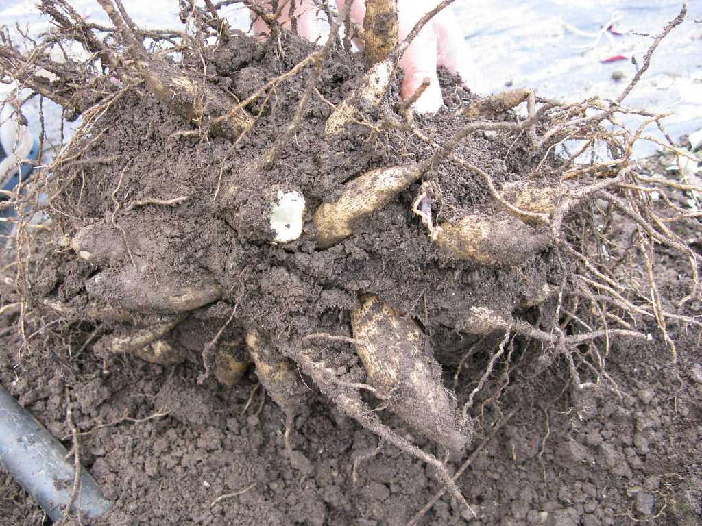 Как правильно хранить клубни георгины в домашних условиях?