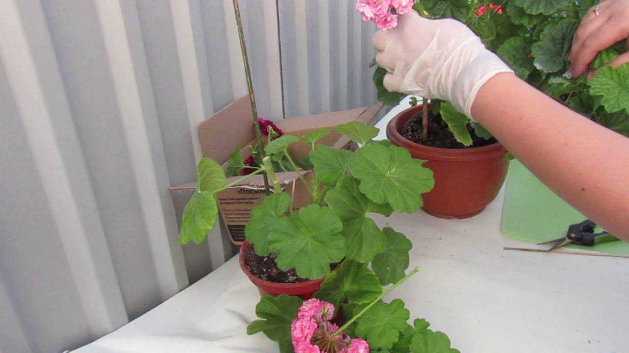 Уход за королевской геранью в домашних условиях: обрезка пеларгонии, размножение черенками
