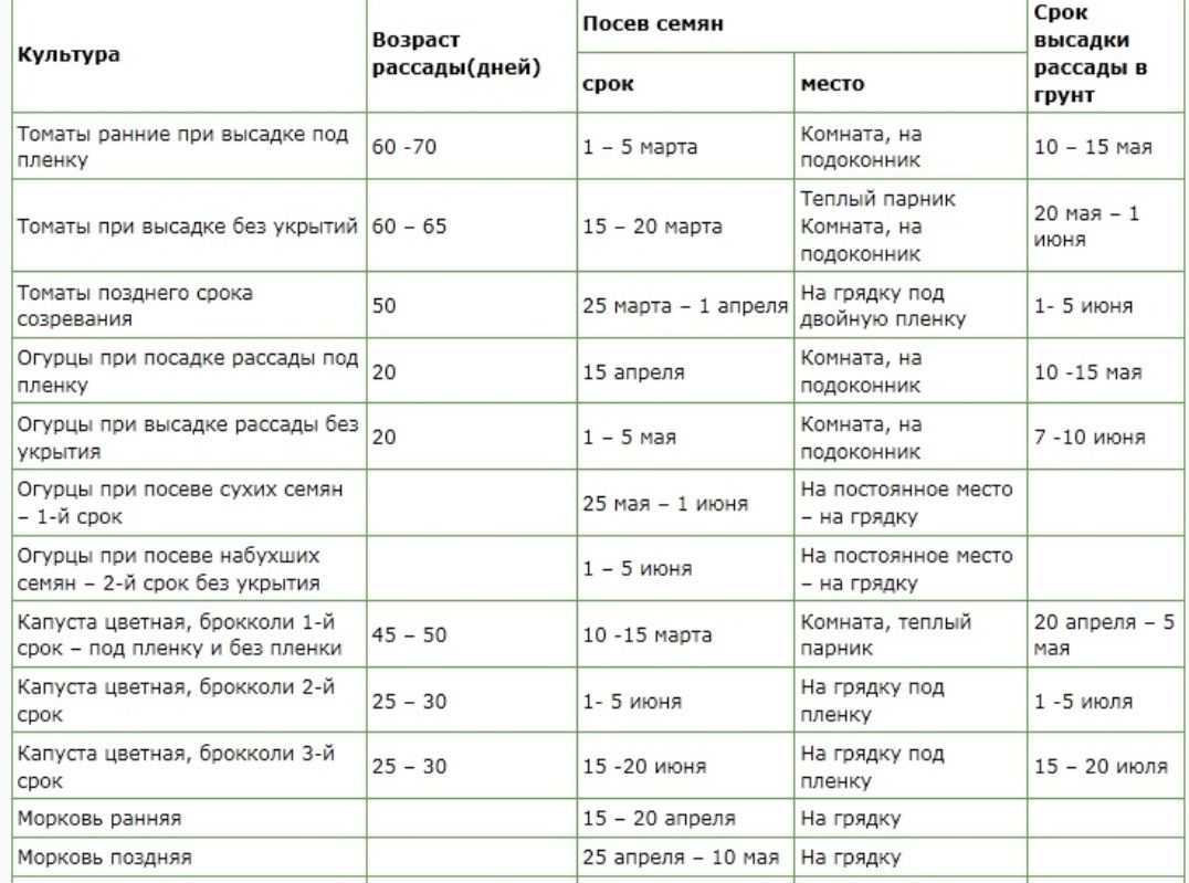 Рассада помидоров в домашних условиях — посев, выращивание и уход