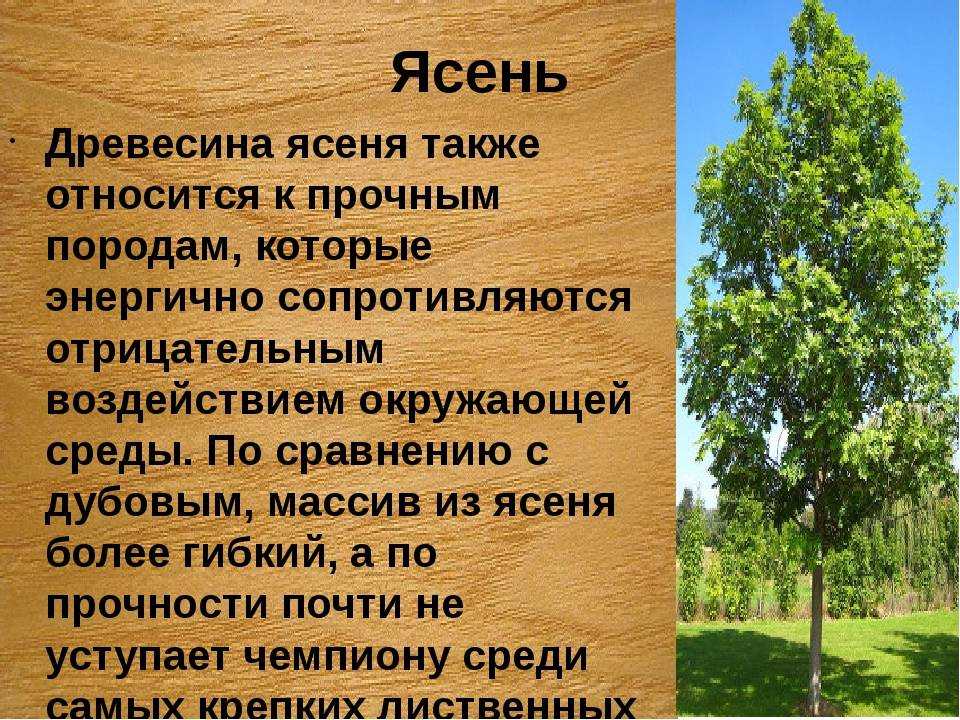 Строение дерева. от клеток до корней - московская школа ухода за деревьями «здоровый лес»