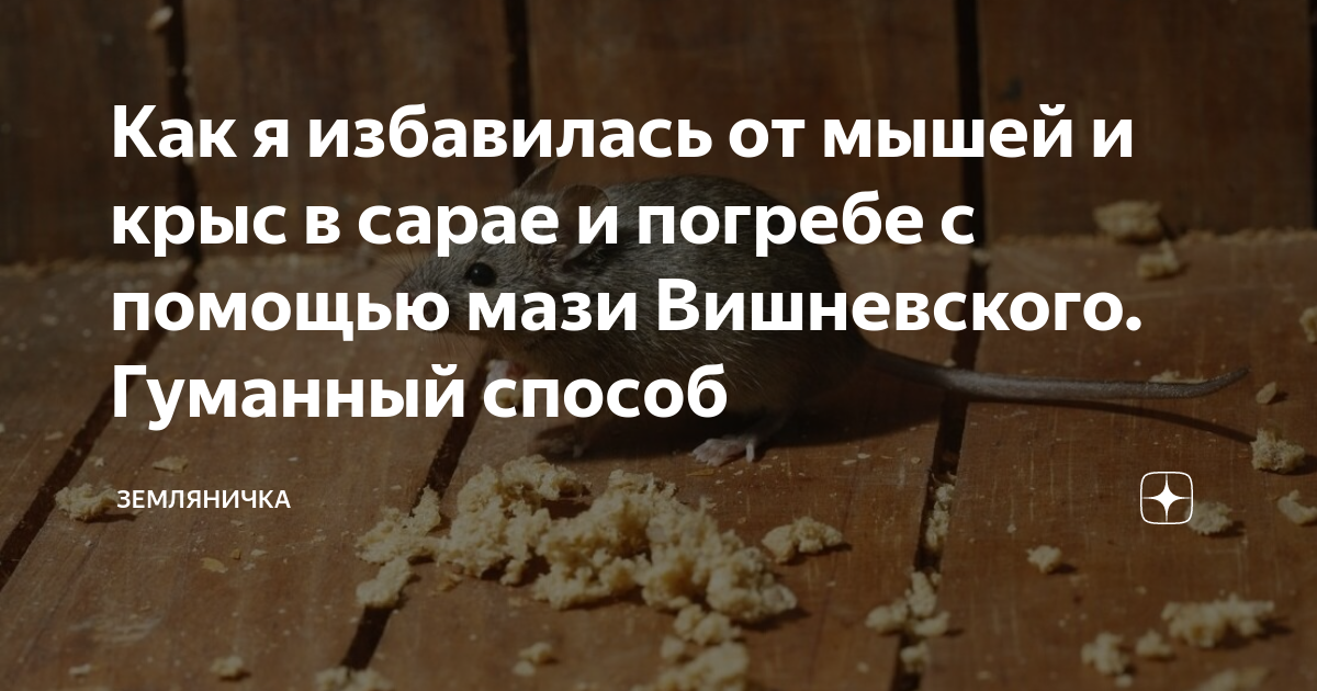 Крысы в погребе жрут картошку | мой сад и огород
