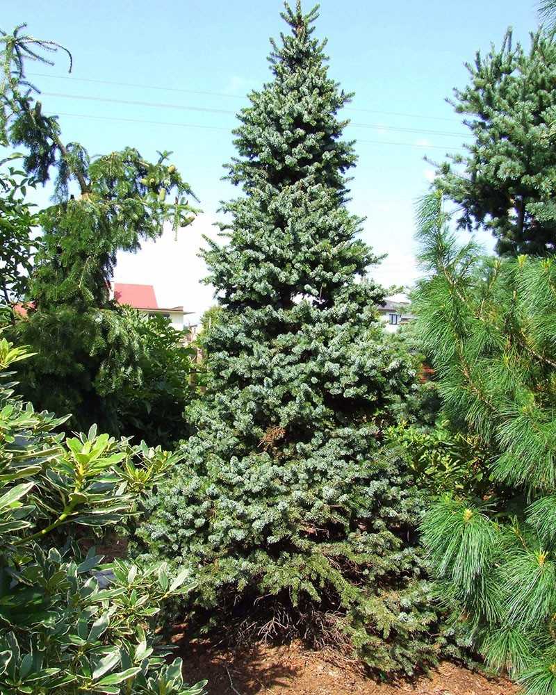 Ель сербская (picea omorika): описание вида, популярные сорта, посадка и уход, применение в ландшафтном дизайне