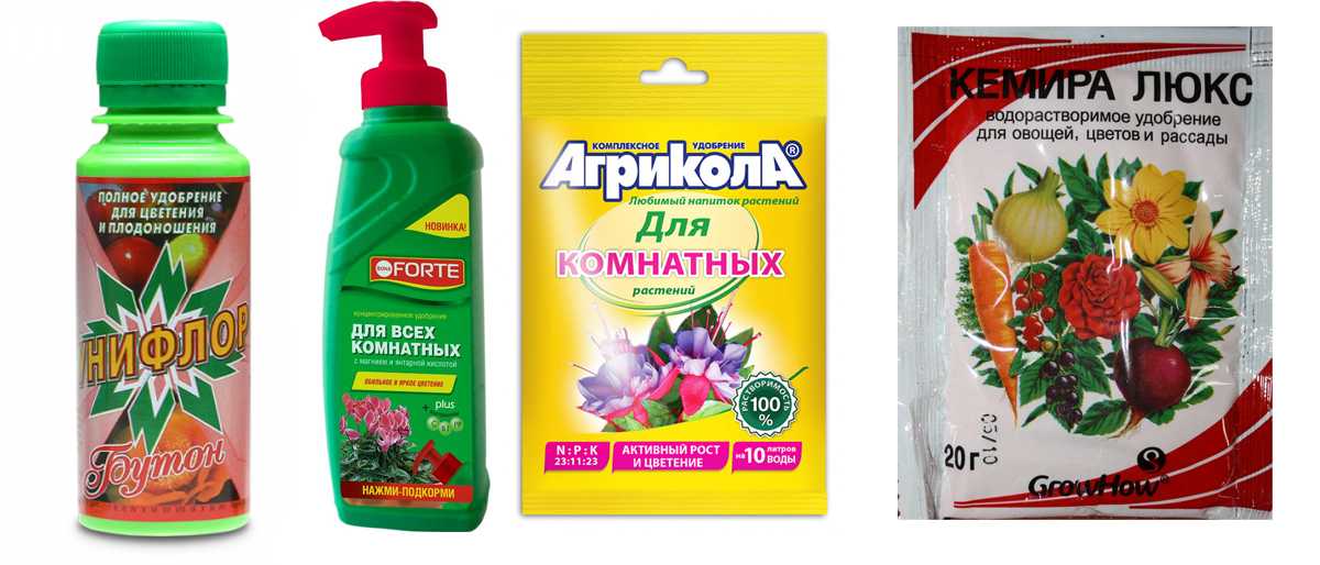 Антуриум уход в домашних условиях, фото сортов, описание,