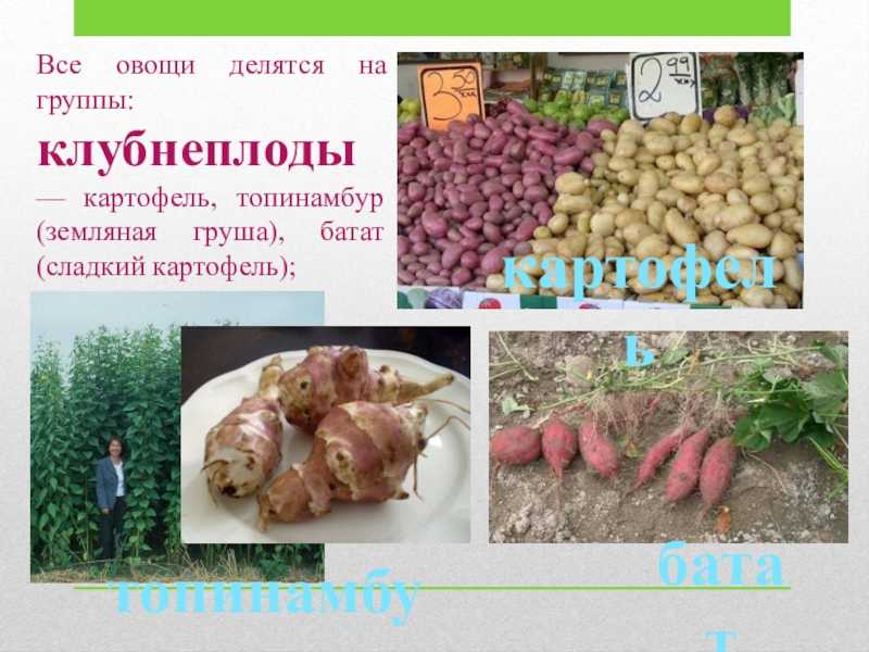 Сладкий картофель батат: полезные свойства, сорта, клубни. что объединяет картофель батат и топинамбур