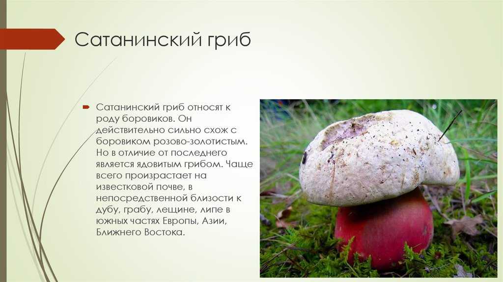 Как замариновать грибы мышата (рядовку землистую)