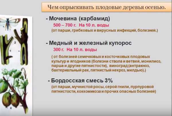 Когда и чем лучше опрыскивать плодовые деревья осенью?