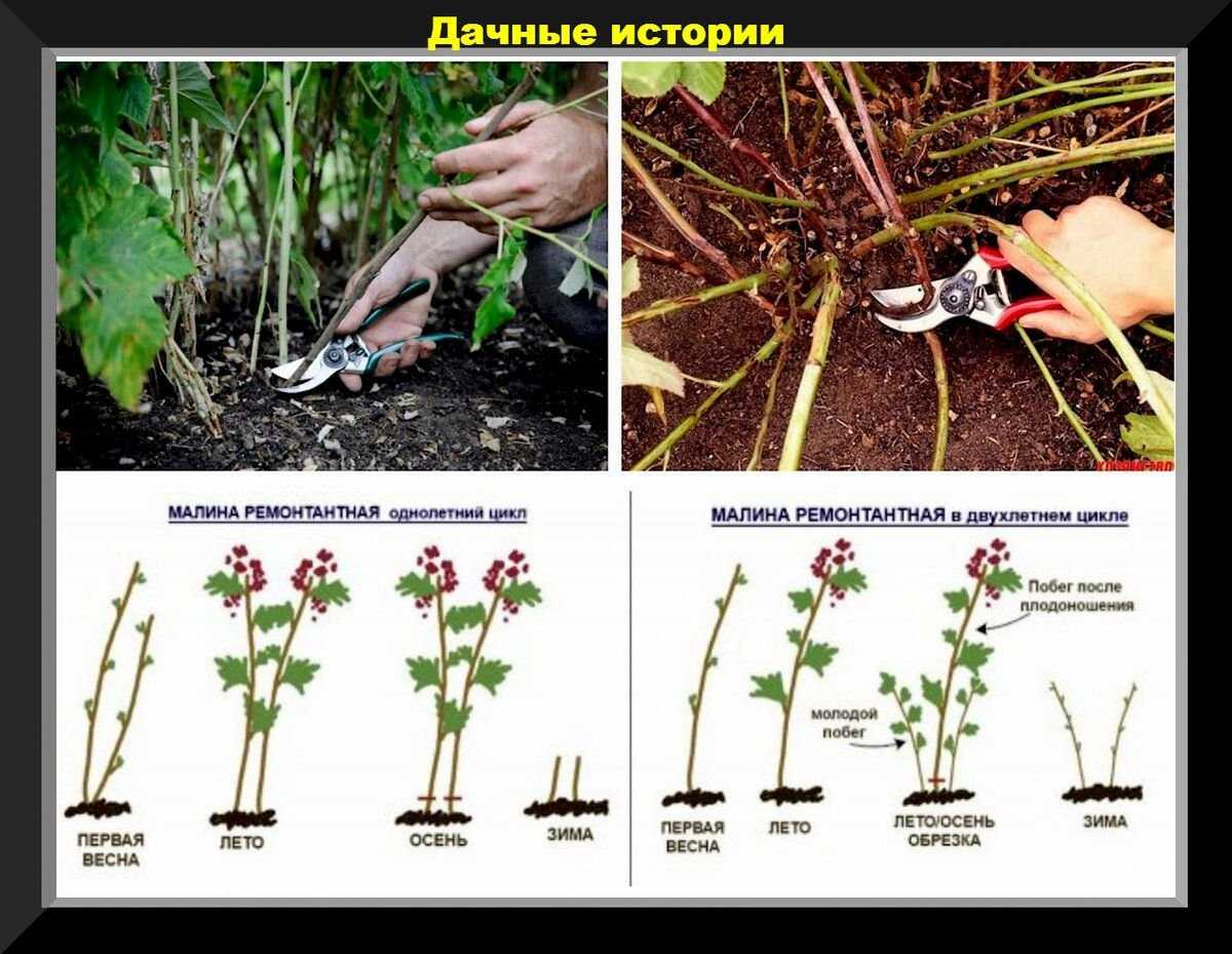 Обрезка малины осенью для начинающих: когда правильно подрезать?
